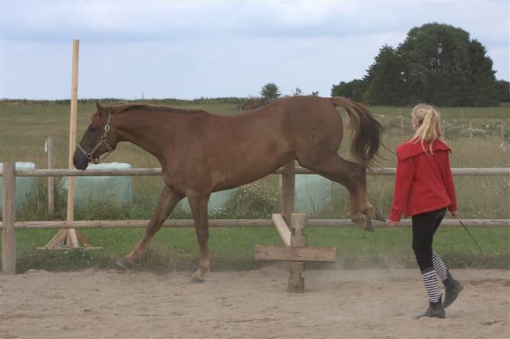 Sjov, Spas, hygge, løsspringningen og tricks (L) billede 79
