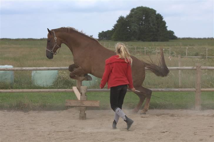 Sjov, Spas, hygge, løsspringningen og tricks (L) billede 80