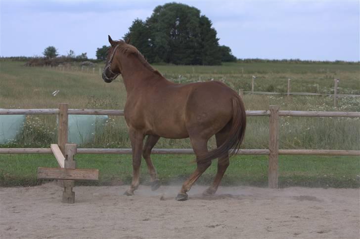 Sjov, Spas, hygge, løsspringningen og tricks (L) billede 81