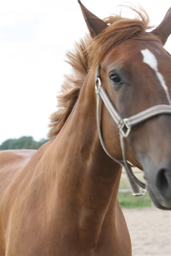 Sjov, Spas, hygge, løsspringningen og tricks (L) billede 83