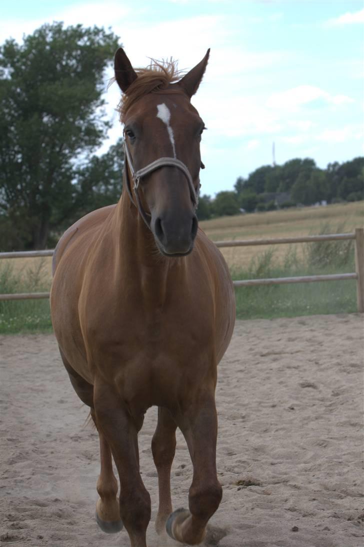 Sjov, Spas, hygge, løsspringningen og tricks (L) billede 84