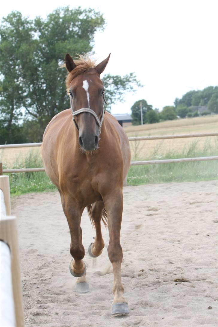 Sjov, Spas, hygge, løsspringningen og tricks (L) billede 85