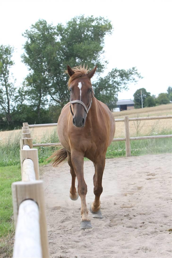 Sjov, Spas, hygge, løsspringningen og tricks (L) billede 86