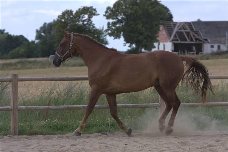 Sjov, Spas, hygge, løsspringningen og tricks (L) billede 87