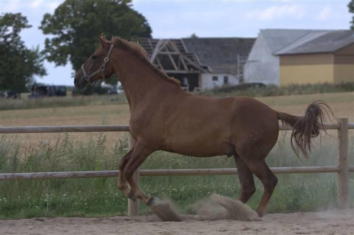 Sjov, Spas, hygge, løsspringningen og tricks (L) billede 88