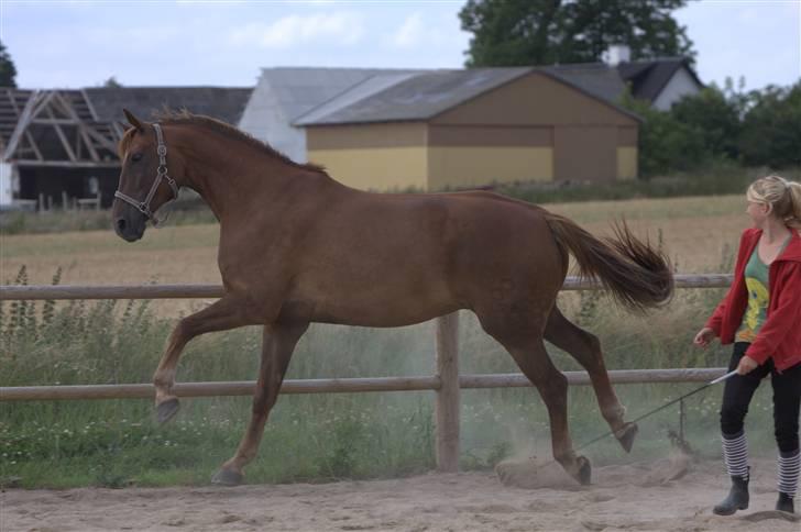 Sjov, Spas, hygge, løsspringningen og tricks (L) billede 89
