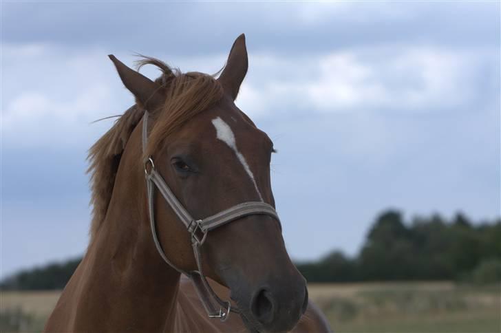 Sjov, Spas, hygge, løsspringningen og tricks (L) billede 93