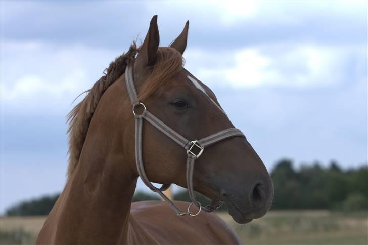 Sjov, Spas, hygge, løsspringningen og tricks (L) billede 94
