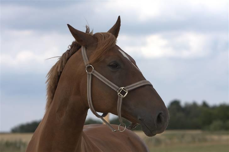 Sjov, Spas, hygge, løsspringningen og tricks (L) billede 95