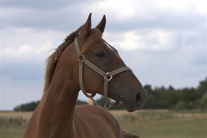 Sjov, Spas, hygge, løsspringningen og tricks (L) billede 96