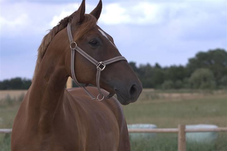 Sjov, Spas, hygge, løsspringningen og tricks (L) billede 97