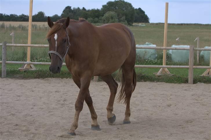 Sjov, Spas, hygge, løsspringningen og tricks (L) billede 98
