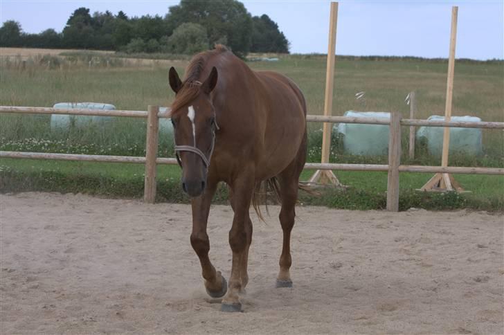 Sjov, Spas, hygge, løsspringningen og tricks (L) billede 99