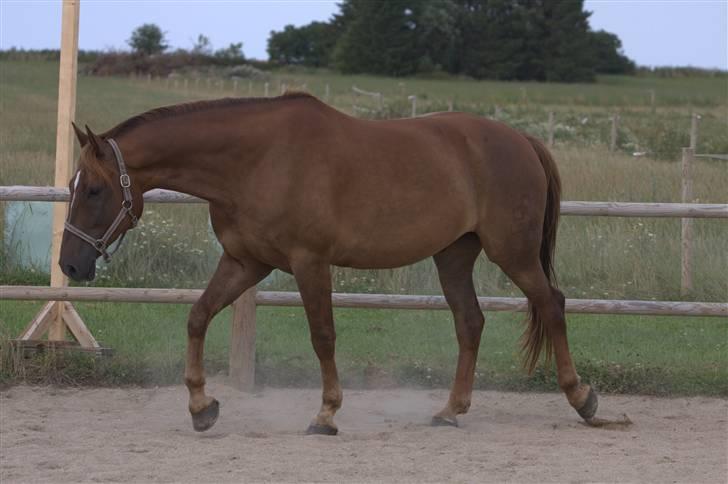 Sjov, Spas, hygge, løsspringningen og tricks (L) billede 100