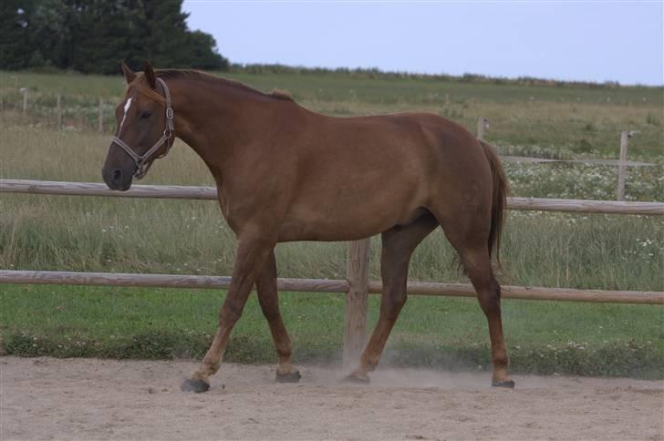 Sjov, Spas, hygge, løsspringningen og tricks (L) billede 101