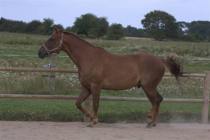 Sjov, Spas, hygge, løsspringningen og tricks (L) billede 103