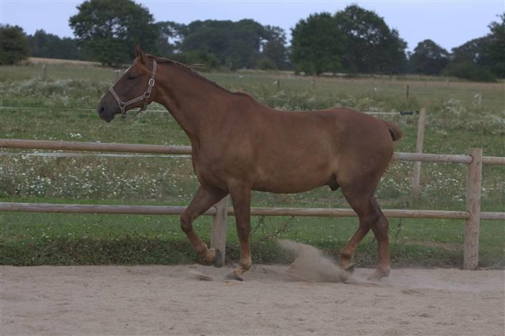 Sjov, Spas, hygge, løsspringningen og tricks (L) billede 104