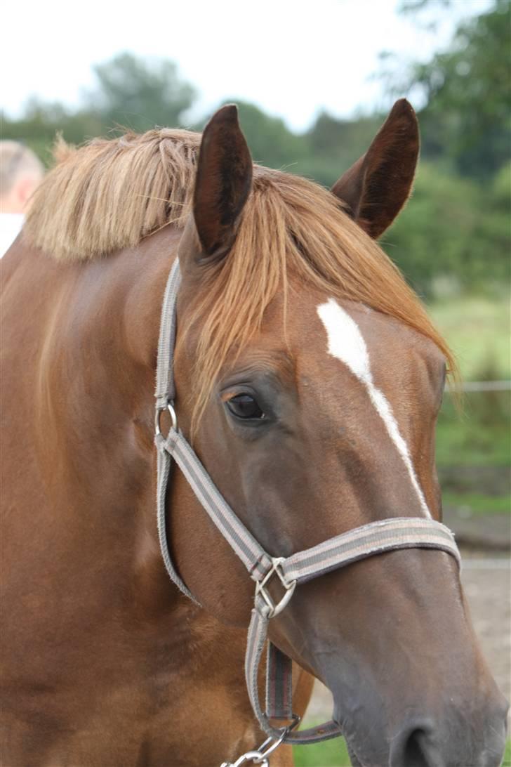 Sjov, Spas, hygge, løsspringningen og tricks (L) billede 105