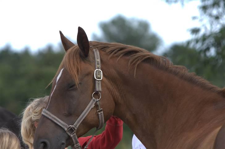 Sjov, Spas, hygge, løsspringningen og tricks (L) billede 110