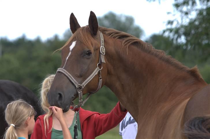 Sjov, Spas, hygge, løsspringningen og tricks (L) billede 111