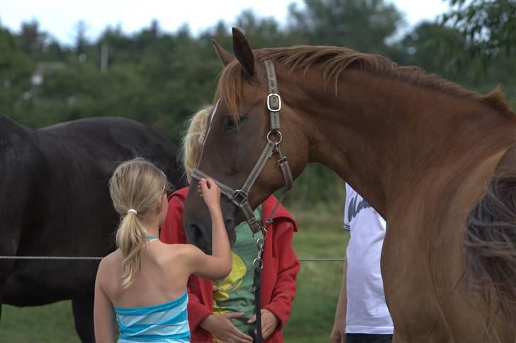 Sjov, Spas, hygge, løsspringningen og tricks (L) billede 112