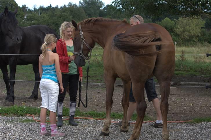 Sjov, Spas, hygge, løsspringningen og tricks (L) billede 113