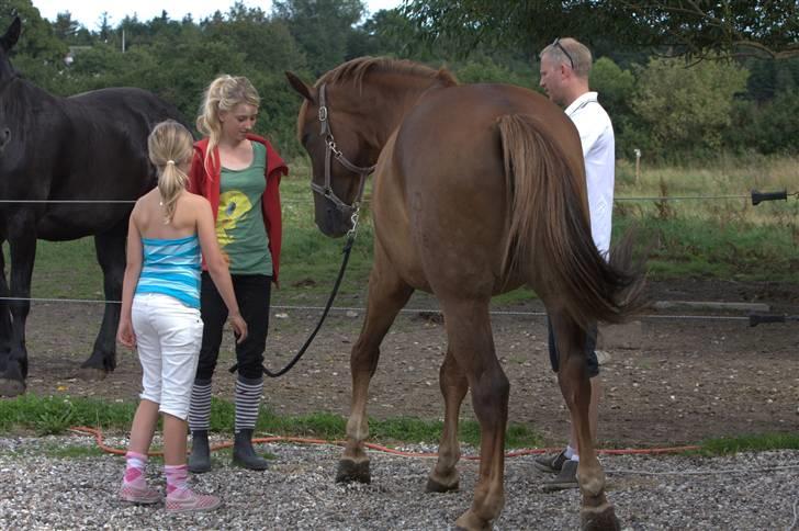 Sjov, Spas, hygge, løsspringningen og tricks (L) billede 114