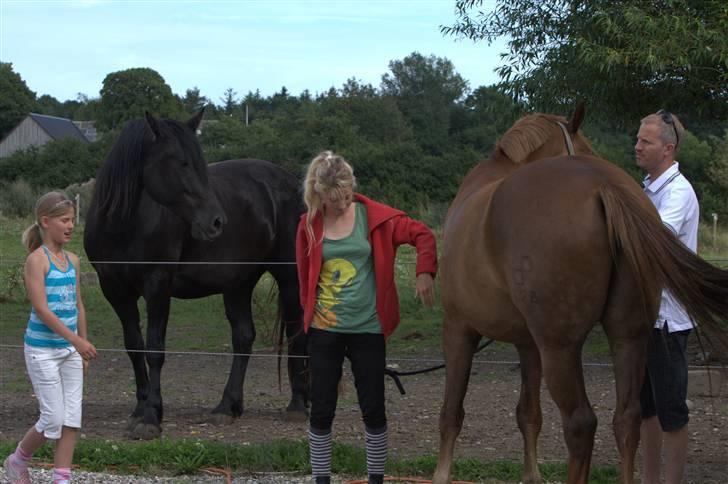 Sjov, Spas, hygge, løsspringningen og tricks (L) billede 115
