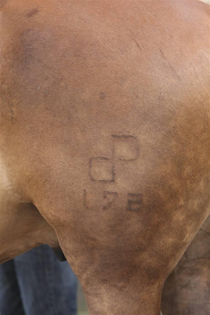 Sjov, Spas, hygge, løsspringningen og tricks (L) billede 116