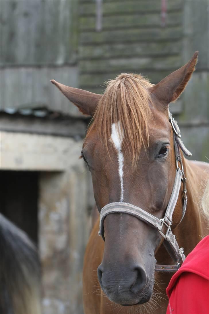 Sjov, Spas, hygge, løsspringningen og tricks (L) billede 117