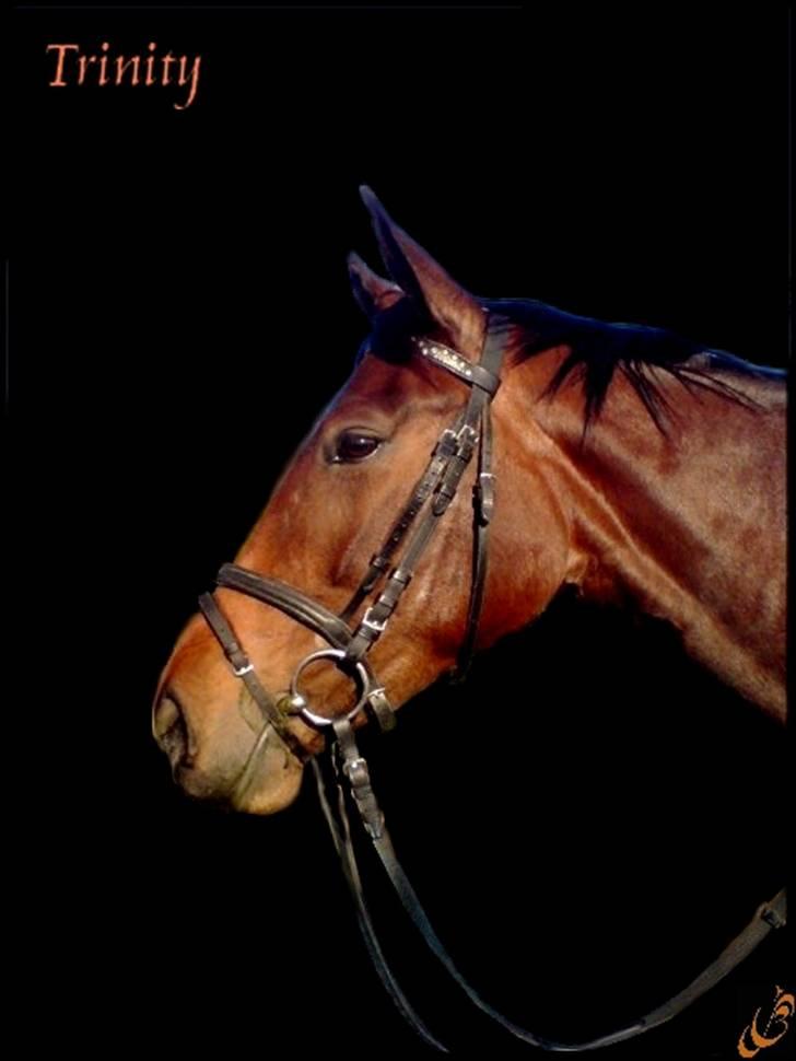 Lidt blandet billeder - behandlet med fotoprogram - Trinity billede 2