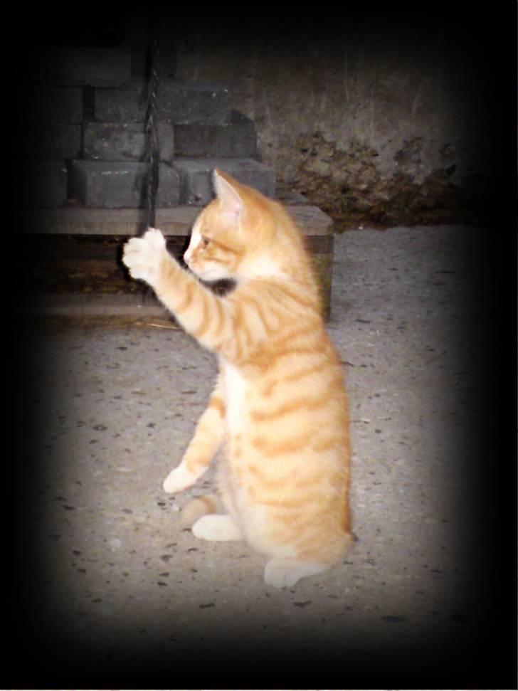 Lidt blandet billeder - behandlet med fotoprogram billede 7