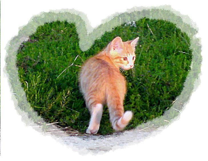 Lidt blandet billeder - behandlet med fotoprogram billede 8