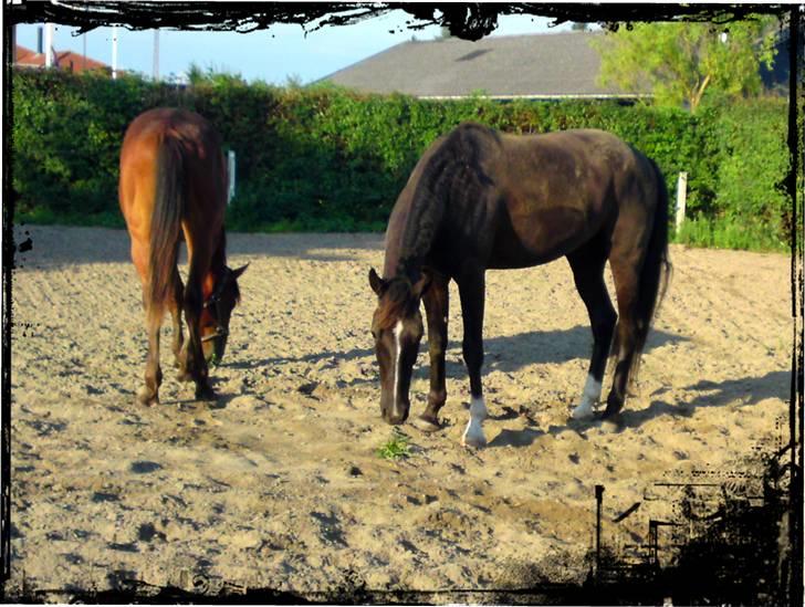 Lidt blandet billeder - behandlet med fotoprogram - Noir Rêver (efter han har rullet sig) & Caspar Chaos billede 9