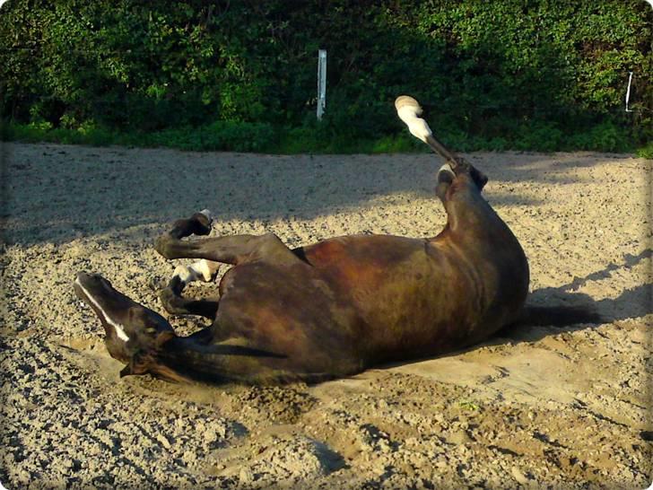 Lidt blandet billeder - behandlet med fotoprogram - Noir Rêver billede 10