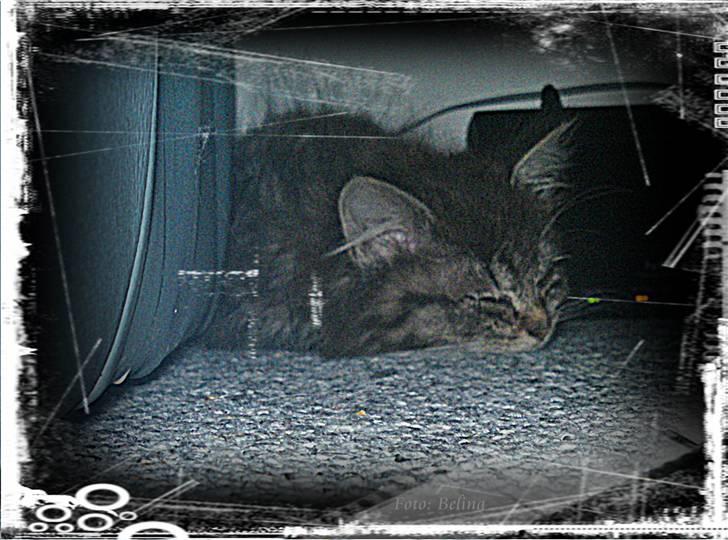 Lidt blandet billeder - behandlet med fotoprogram - Fnuller billede 11