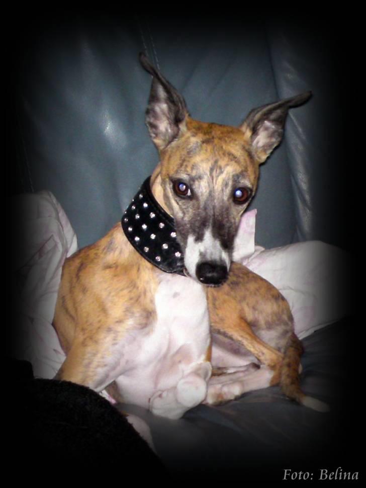 Lidt blandet billeder - behandlet med fotoprogram - Yessi billede 12