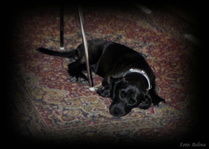 Lidt blandet billeder - behandlet med fotoprogram billede 13