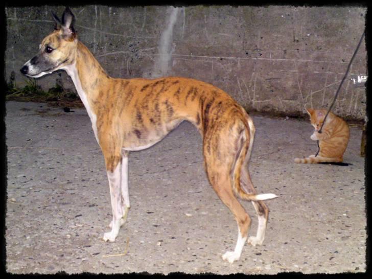 Lidt blandet billeder - behandlet med fotoprogram - Yessi billede 14