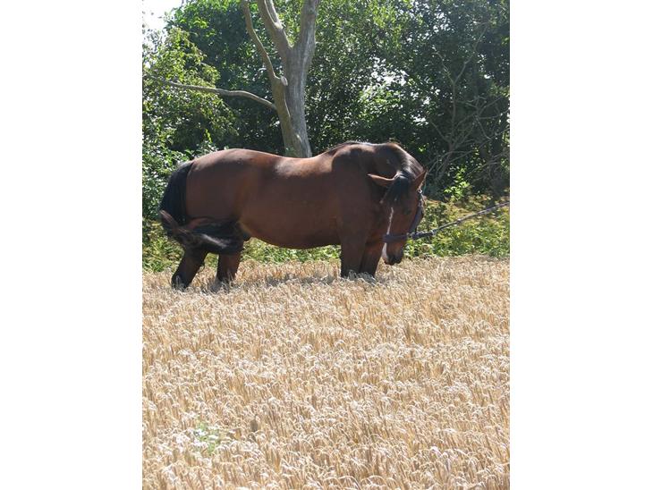 {{currentPhoto.altText}} billede {{currentPhoto.number}}