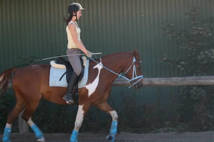 Blåt udstyr + dressur <3 billede 1