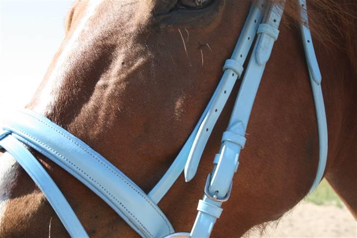 Blåt udstyr + dressur <3 billede 2