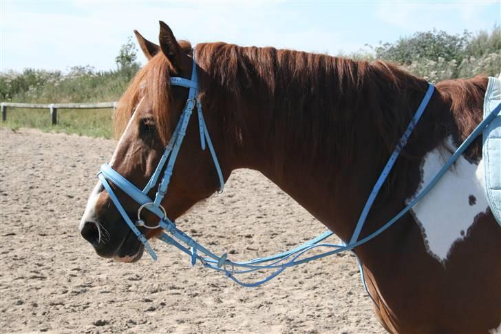 Blåt udstyr + dressur <3 billede 3