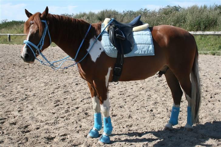 Blåt udstyr + dressur <3 billede 4