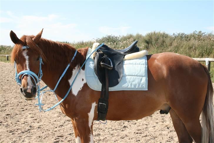 Blåt udstyr + dressur <3 billede 5