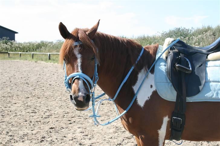 Blåt udstyr + dressur <3 billede 6