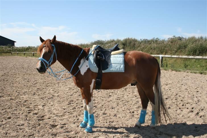 Blåt udstyr + dressur <3 billede 7