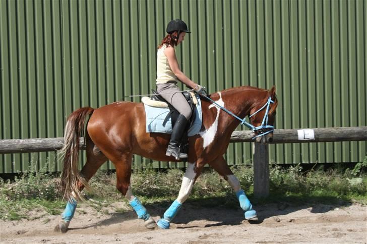 Blåt udstyr + dressur <3 billede 11