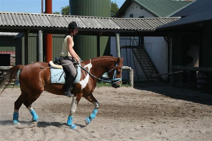 Blåt udstyr + dressur <3 billede 13