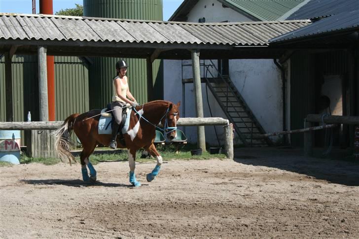 Blåt udstyr + dressur <3 billede 14